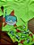 Conjunto Camiseta com Sunga em Malha Sublimada UV Verde Up Baby - Imagem 2