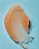 Esfoliante - Peach Sorvet | Tree Hut - Imagem 7