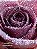 Body Splash - Cashmere Fleur | Victoria’s Secret - Imagem 2