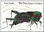 The Very Quiet Cricket - Boardbook - Imagem 1