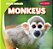 Jungle Animals Monkeys - Imagem 1