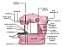 Máquina Costura Rosa Portátil Bivolt Pedal Completa Importway - Imagem 7