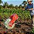 Plantadeira Adubadeira Manual 3kg 7 Bocas Com 2 Reservatórios Para Sementes E Fertilizante - Imagem 10