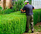 Em 24 horas 🚀 Jardinagem e Paisagismo - Imagem 1