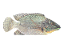 Envelope Peixe Pesca Maravilhosa médio  - 50 unids - Imagem 4