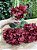 Buquê de Hortênsia Vermelho Queimado x5 - Imagem 2