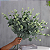 Buquê Eucalipto - Imagem 5