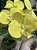 Arranjo de Orquídea Silicone Amarela - Imagem 3