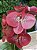 Arranjo de Orquídea Silicone Vermelha - Imagem 3
