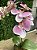 Arranjo de Orquídea Silicone Rosa - Imagem 2