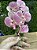 Arranjo de Orquídea Silicone Rosa - Imagem 4