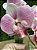 Arranjo de Orquídea Silicone Rosa - Imagem 6