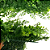 Placa de Mini Samambaia Verde 60 x 40 cm - Jardim Vertical / Muro inglês - Imagem 6