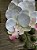 Galho de Orquídea Branco com Rosa Silicone P - Imagem 5
