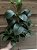 Galho de Folhagem Ruscus - Imagem 1