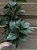 Galho de Folhagem Ruscus - Imagem 4