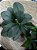 Galho de Folhagem Ruscus - Imagem 5