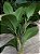 Galho de Folhagem Ruscus - Imagem 6