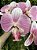 Galho de Orquídea Rosa Silicone - Imagem 3