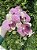 Galho de Orquídea Rajada Rosa Silicone - Imagem 2