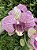 Galho de Orquídea Rajada Rosa Silicone - Imagem 3