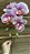 Galho de Orquídea Rosa Pink com Branco Silicone P 70 cm - Imagem 6