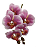 Galho de Orquídea Rosa Pink com Branco Silicone P 70 cm - Imagem 1
