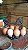 GALINHA FARM - Imagem 1