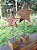 Duo de Estrelas - Imagem 1