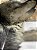 ANIMAIS POP-UP - Imagem 3