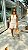 Short Rebeca - Imagem 3