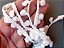 Pompom Branco - 1.6 CM 10m - Imagem 1