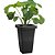 Vaso Plástico Plantas Grego 7 Litros Plasmont - Imagem 4