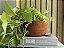 CESTO PLANTA PENDENTE - Imagem 5