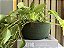 CESTO PLANTA PENDENTE - Imagem 3
