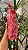 FARM ME LEVA GARRAFA FARM QUE SEDE 750ML AMALFI VERMELHA - Imagem 1