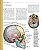 Atlas Ilustrado de Anatomia - Imagem 3