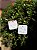 tag arredondada em papel semente plantavel 6cm - Imagem 3