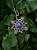 Flor do outono - Imagem 1