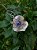 Flor do outono - Imagem 3