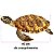 Tartaruga de Pelúcia Marinha 34cm Realista Macia turtle Mar - Imagem 4