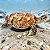 Tartaruga de Pelúcia Marinha 34cm Realista Macia turtle Mar - Imagem 3