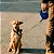 Coleira retrátil para cachorro - Imagem 5