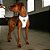 Peitoral Air Mesh Ajus. Fuse Ufo - M (zee Dog) - Imagem 3
