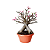 Cuia Nobre n° 02 com Prato - Nutriplan - Imagem 2
