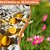 Essência Pura Citronella Sofisticata - 15ml - Imagem 2