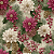 DN370 - Natal - NE Pinhas - Imagem 1