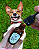 Óleo essencial Energia PET - Cão - Alecrim - Imagem 2