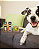 Super Combo Cão Tranquilão - Tranquilidade, Bem-estar e Hidratação. - Imagem 2