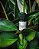 Óleo Essencial de Melaleuca 10ml – Antisséptico Natural, Acne e Fungos - Imagem 3